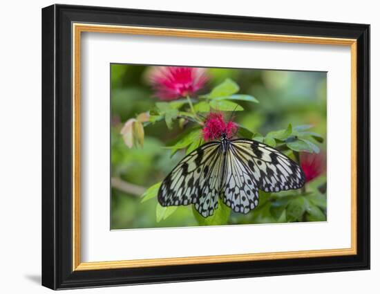 Rice Paper Butterfly, Butterfly Conservatory, Key West, Florida-Chuck Haney-Framed Photographic Print