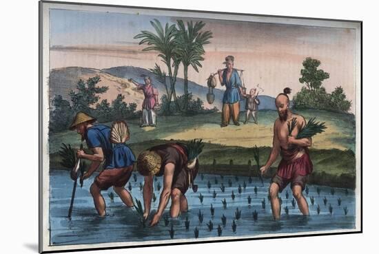 Rice Plantation-Stefano Bianchetti-Mounted Giclee Print