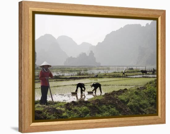 Rice Planters Working in Paddy Fields, Vietnam, Indochina, Southeast Asia-Purcell-Holmes-Framed Premier Image Canvas