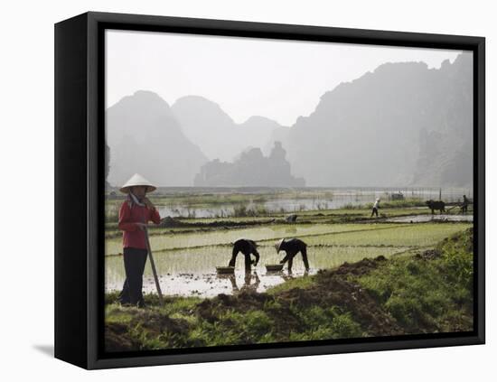 Rice Planters Working in Paddy Fields, Vietnam, Indochina, Southeast Asia-Purcell-Holmes-Framed Premier Image Canvas