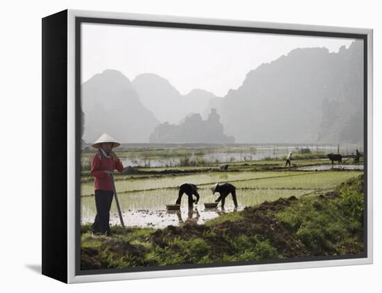 Rice Planters Working in Paddy Fields, Vietnam, Indochina, Southeast Asia-Purcell-Holmes-Framed Premier Image Canvas