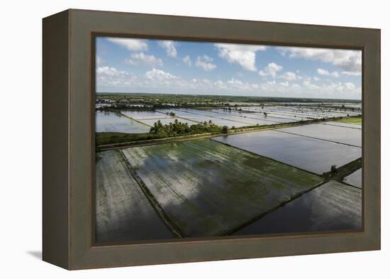 Rice Production. East Demerara Conservancy, Guyana-Pete Oxford-Framed Premier Image Canvas