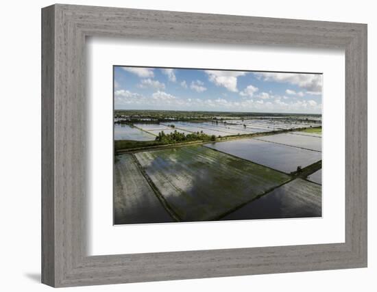 Rice Production. East Demerara Conservancy, Guyana-Pete Oxford-Framed Photographic Print