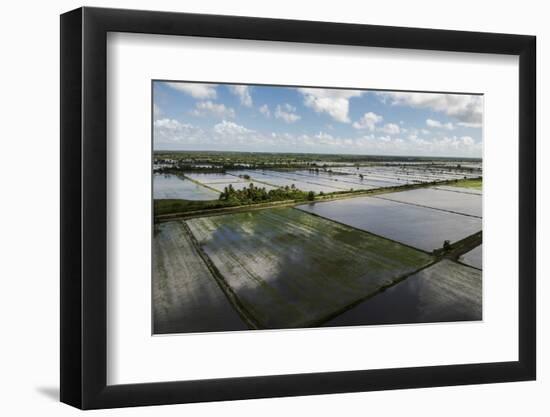 Rice Production. East Demerara Conservancy, Guyana-Pete Oxford-Framed Photographic Print