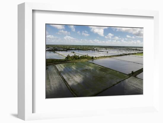 Rice Production. East Demerara Conservancy, Guyana-Pete Oxford-Framed Photographic Print