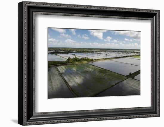 Rice Production. East Demerara Conservancy, Guyana-Pete Oxford-Framed Photographic Print