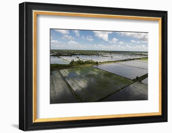 Rice Production. East Demerara Conservancy, Guyana-Pete Oxford-Framed Photographic Print