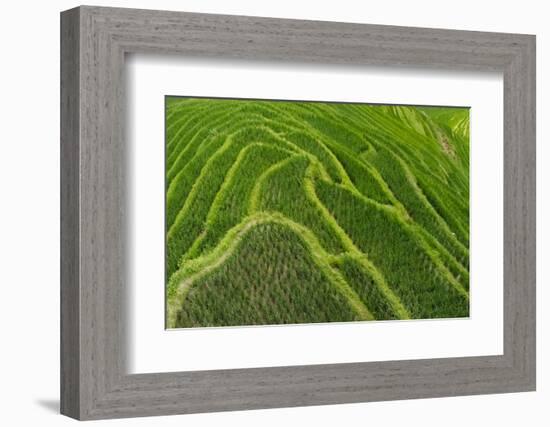 Rice terrace in the mountain, Longsheng, China-Keren Su-Framed Photographic Print