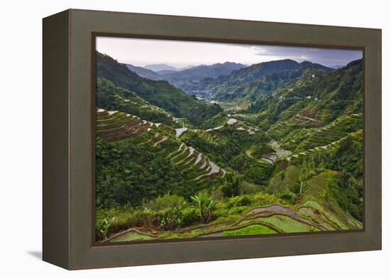 Rice Terraces, Agriculture, Philippine Cordilleras, Banaue, Ifugao, Philippines-Keren Su-Framed Premier Image Canvas