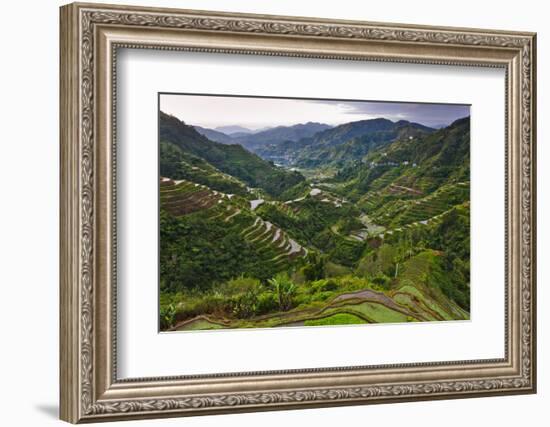 Rice Terraces, Agriculture, Philippine Cordilleras, Banaue, Ifugao, Philippines-Keren Su-Framed Photographic Print