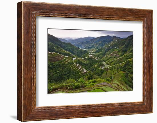 Rice Terraces, Agriculture, Philippine Cordilleras, Banaue, Ifugao, Philippines-Keren Su-Framed Photographic Print