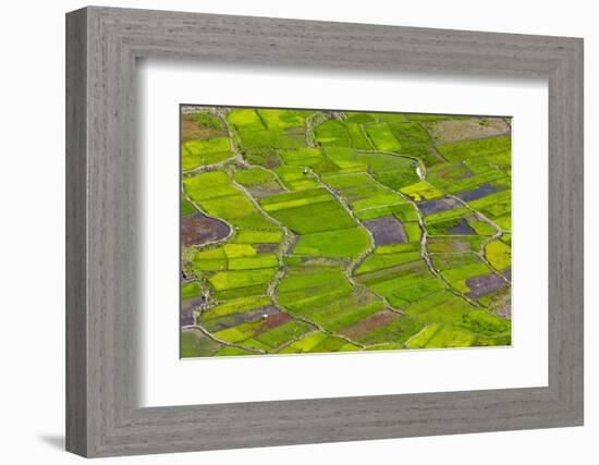 Rice Terraces, Agriculture, Philippine Cordilleras, Banaue, Ifugao, Philippines-Keren Su-Framed Photographic Print