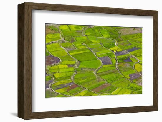 Rice Terraces, Agriculture, Philippine Cordilleras, Banaue, Ifugao, Philippines-Keren Su-Framed Photographic Print