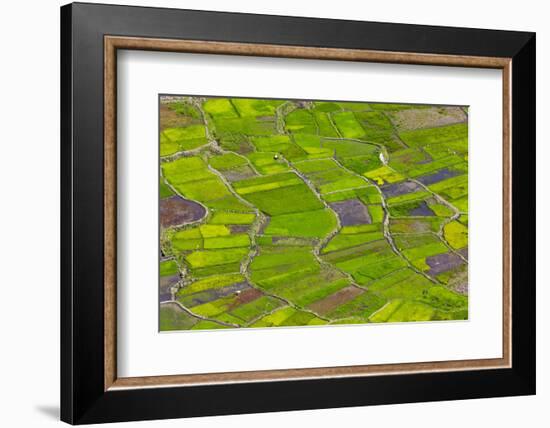 Rice Terraces, Agriculture, Philippine Cordilleras, Banaue, Ifugao, Philippines-Keren Su-Framed Photographic Print