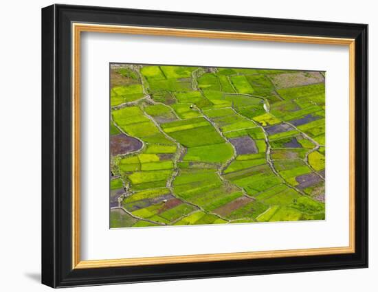 Rice Terraces, Agriculture, Philippine Cordilleras, Banaue, Ifugao, Philippines-Keren Su-Framed Photographic Print