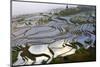 Rice terraces at sunrise, near Duoyishu village, Yunnan Province, China.-Sylvain Cordier-Mounted Photographic Print