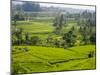 Rice terraces, Bali, Indonesia, Southeast Asia, Asia-Melissa Kuhnell-Mounted Photographic Print