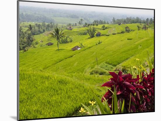 Rice terraces, Bali, Indonesia, Southeast Asia, Asia-Melissa Kuhnell-Mounted Photographic Print