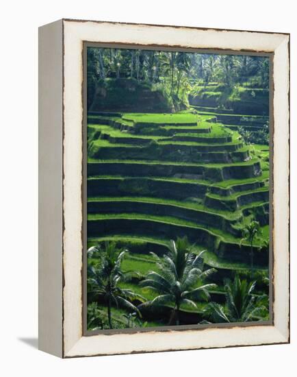 Rice Terraces, Bali, Indonesia, Southeast Asia-Harding Robert-Framed Premier Image Canvas