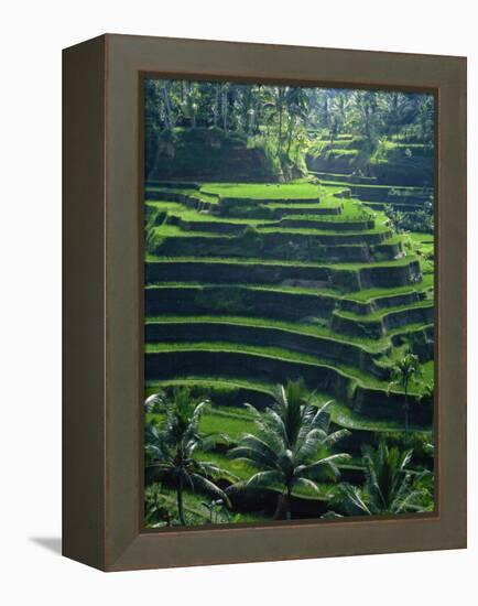 Rice Terraces, Bali, Indonesia, Southeast Asia-Harding Robert-Framed Premier Image Canvas