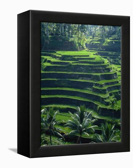 Rice Terraces, Bali, Indonesia, Southeast Asia-Harding Robert-Framed Premier Image Canvas