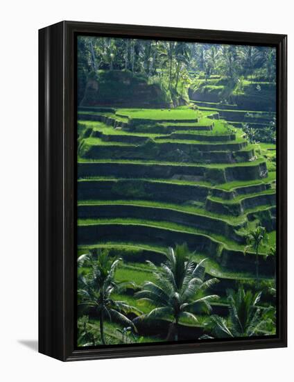 Rice Terraces, Bali, Indonesia, Southeast Asia-Harding Robert-Framed Premier Image Canvas