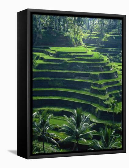 Rice Terraces, Bali, Indonesia, Southeast Asia-Harding Robert-Framed Premier Image Canvas