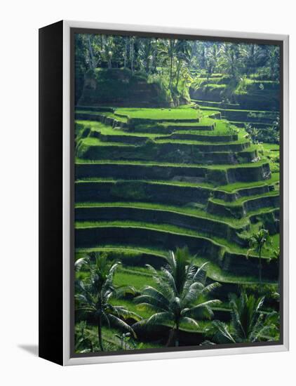 Rice Terraces, Bali, Indonesia, Southeast Asia-Harding Robert-Framed Premier Image Canvas