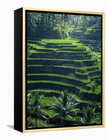 Rice Terraces, Bali, Indonesia, Southeast Asia-Harding Robert-Framed Premier Image Canvas