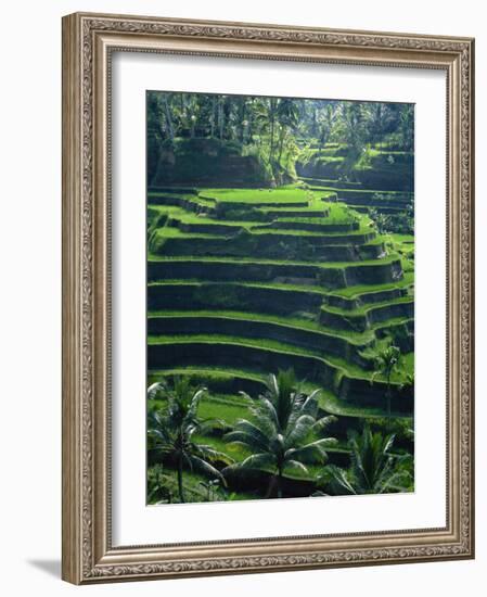 Rice Terraces, Bali, Indonesia, Southeast Asia-Harding Robert-Framed Photographic Print