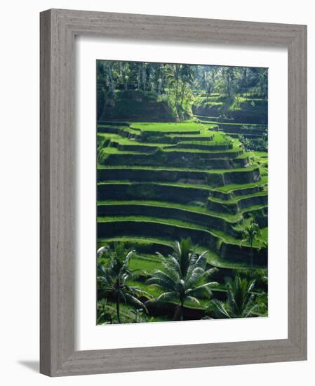 Rice Terraces, Bali, Indonesia, Southeast Asia-Harding Robert-Framed Photographic Print