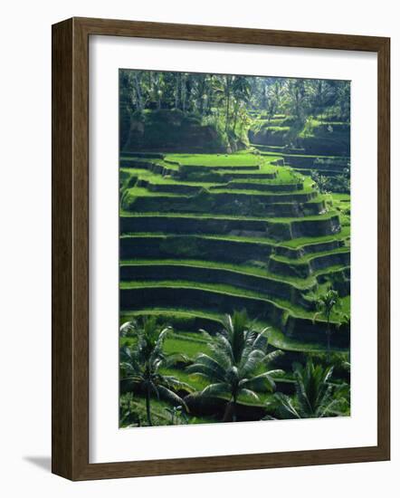 Rice Terraces, Bali, Indonesia, Southeast Asia-Harding Robert-Framed Photographic Print
