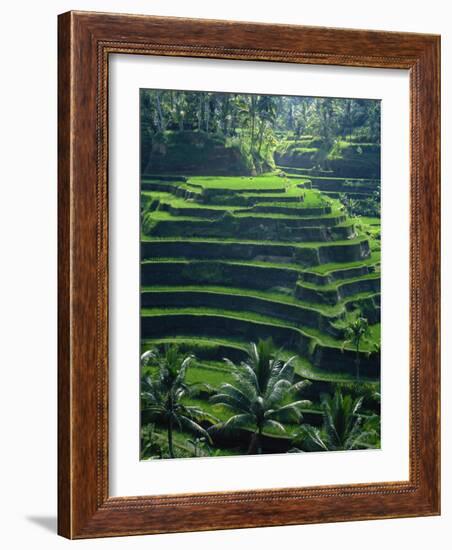 Rice Terraces, Bali, Indonesia, Southeast Asia-Harding Robert-Framed Photographic Print