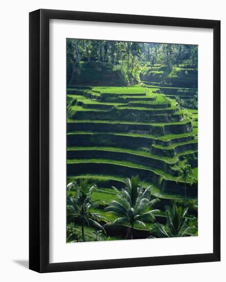 Rice Terraces, Bali, Indonesia, Southeast Asia-Harding Robert-Framed Photographic Print