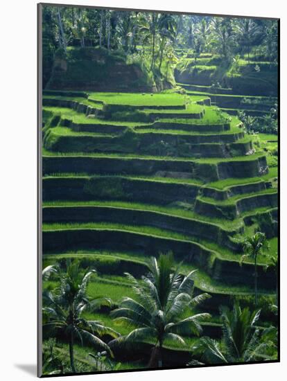 Rice Terraces, Bali, Indonesia, Southeast Asia-Harding Robert-Mounted Photographic Print