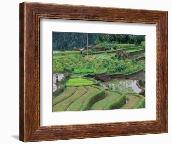 Rice Terraces, Bali, Indonesia-Art Wolfe-Framed Photographic Print