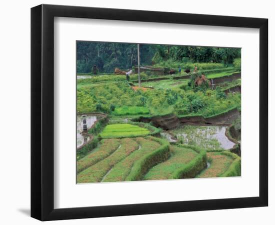 Rice Terraces, Bali, Indonesia-Art Wolfe-Framed Photographic Print