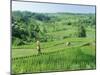 Rice Terraces Near Jatiluwih, Bali, Indonesia-Gavin Hellier-Mounted Photographic Print