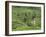 Rice Terraces Near Tegallalang Village, Bali, Indonesia, Southeast Asia, Asia-Richard Maschmeyer-Framed Photographic Print