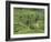 Rice Terraces Near Tegallalang Village, Bali, Indonesia, Southeast Asia, Asia-Richard Maschmeyer-Framed Photographic Print
