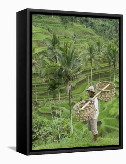 Rice Terraces Near Tegallalang Village, Bali, Indonesia, Southeast Asia, Asia-Richard Maschmeyer-Framed Premier Image Canvas