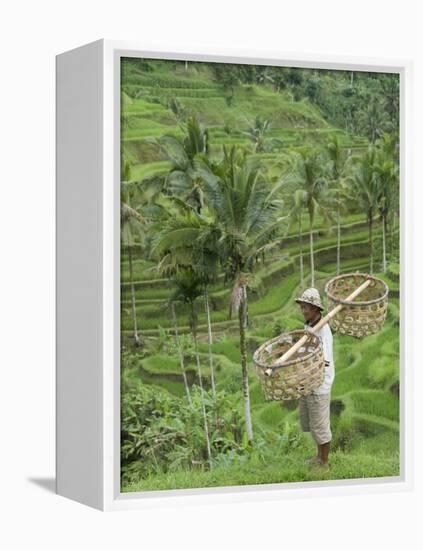 Rice Terraces Near Tegallalang Village, Bali, Indonesia, Southeast Asia, Asia-Richard Maschmeyer-Framed Premier Image Canvas