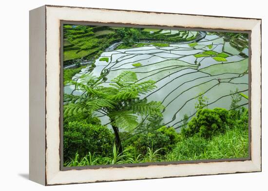 Rice Terraces of Banaue, Northern Luzon, Philippines-Michael Runkel-Framed Premier Image Canvas