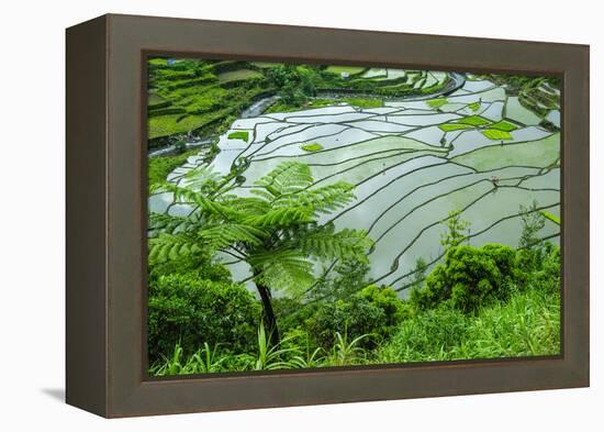 Rice Terraces of Banaue, Northern Luzon, Philippines-Michael Runkel-Framed Premier Image Canvas