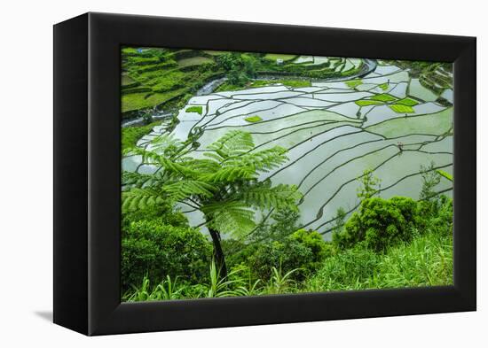 Rice Terraces of Banaue, Northern Luzon, Philippines-Michael Runkel-Framed Premier Image Canvas