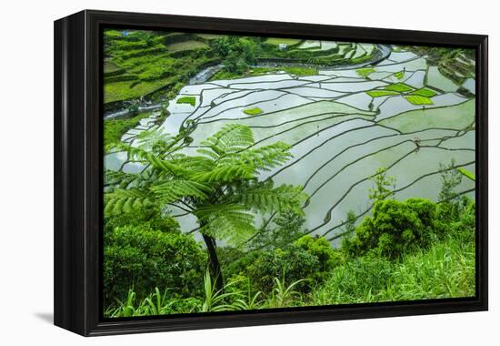 Rice Terraces of Banaue, Northern Luzon, Philippines-Michael Runkel-Framed Premier Image Canvas