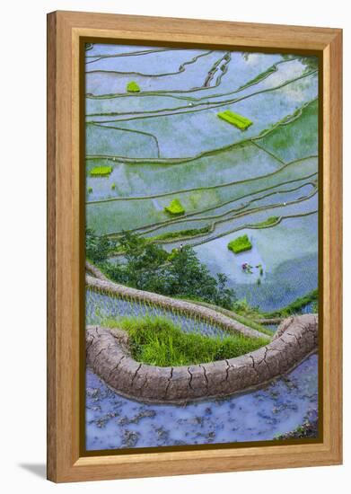 Rice Terraces of Banaue, Northern Luzon, Philippines-Michael Runkel-Framed Premier Image Canvas