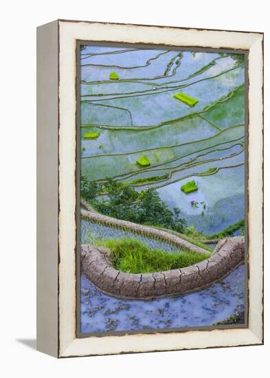 Rice Terraces of Banaue, Northern Luzon, Philippines-Michael Runkel-Framed Premier Image Canvas