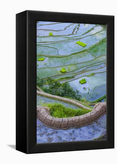 Rice Terraces of Banaue, Northern Luzon, Philippines-Michael Runkel-Framed Premier Image Canvas