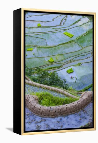 Rice Terraces of Banaue, Northern Luzon, Philippines-Michael Runkel-Framed Premier Image Canvas